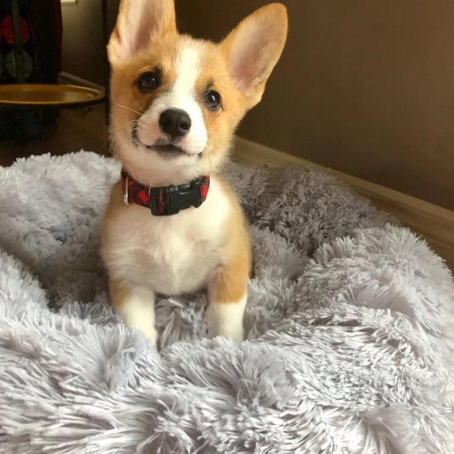 Pack Cama PetClub™️ + Funda GRATIS